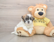 5 week old Teddy Bear Puppy For Sale - Florida Fur Babies