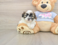 8 week old Teddy Bear Puppy For Sale - Florida Fur Babies