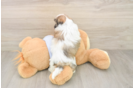Best Teddy Bear Baby