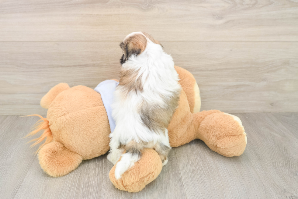Best Teddy Bear Baby
