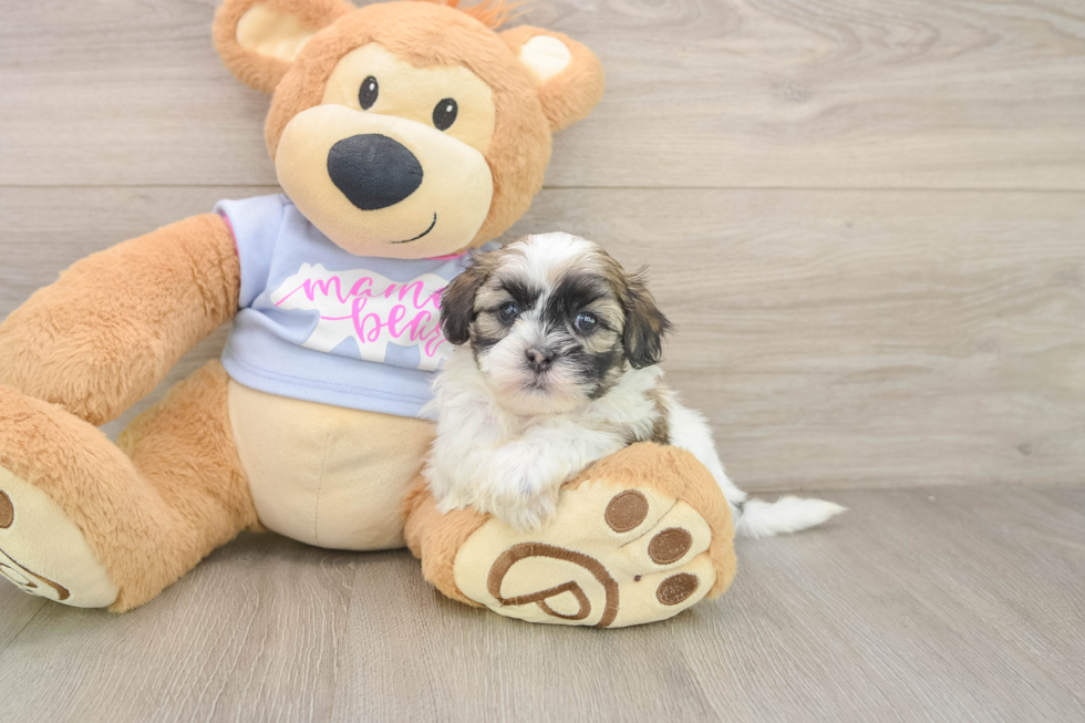 Cute Teddy Bear Baby