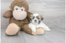 Meet Keaton - our Teddy Bear Puppy Photo 1/3 - Florida Fur Babies