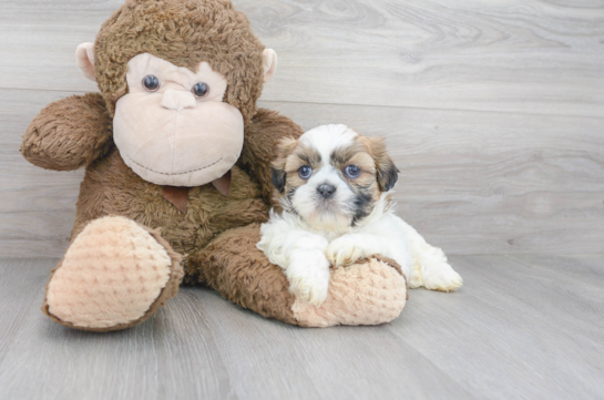 7 week old Teddy Bear Puppy For Sale - Florida Fur Babies