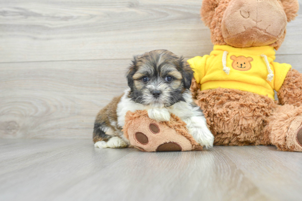 Teddy Bear Pup Being Cute