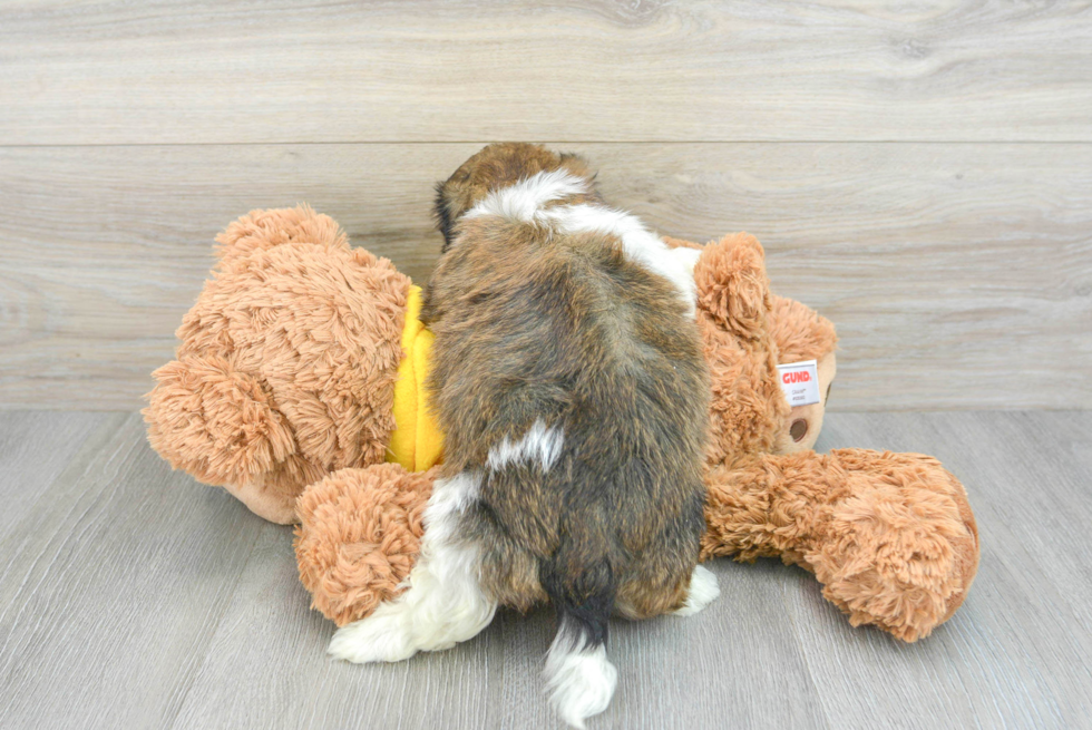 Fluffy Teddy Bear Designer Pup