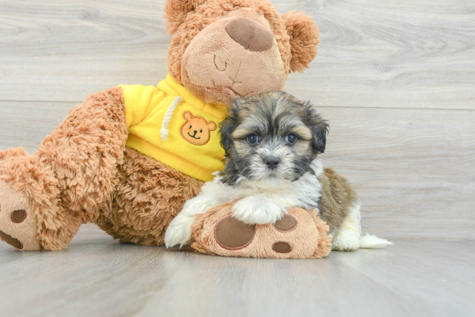 Teddy Bear Puppy for Adoption