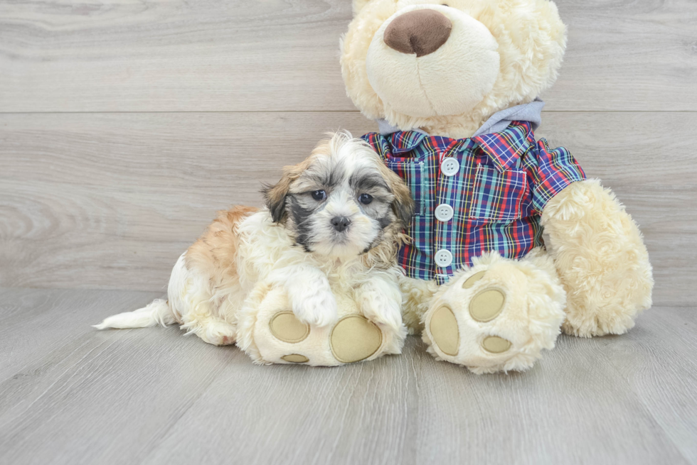Best Teddy Bear Baby