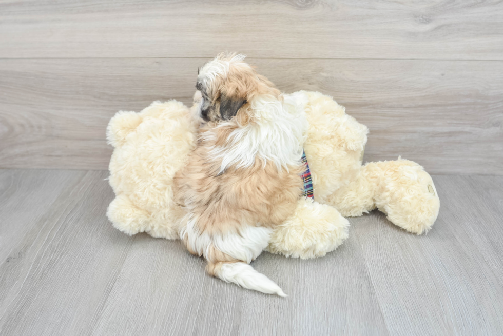 Teddy Bear Pup Being Cute