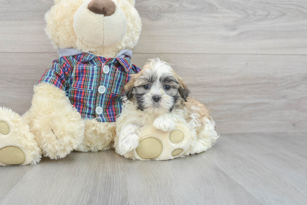 Cute Teddy Bear Baby