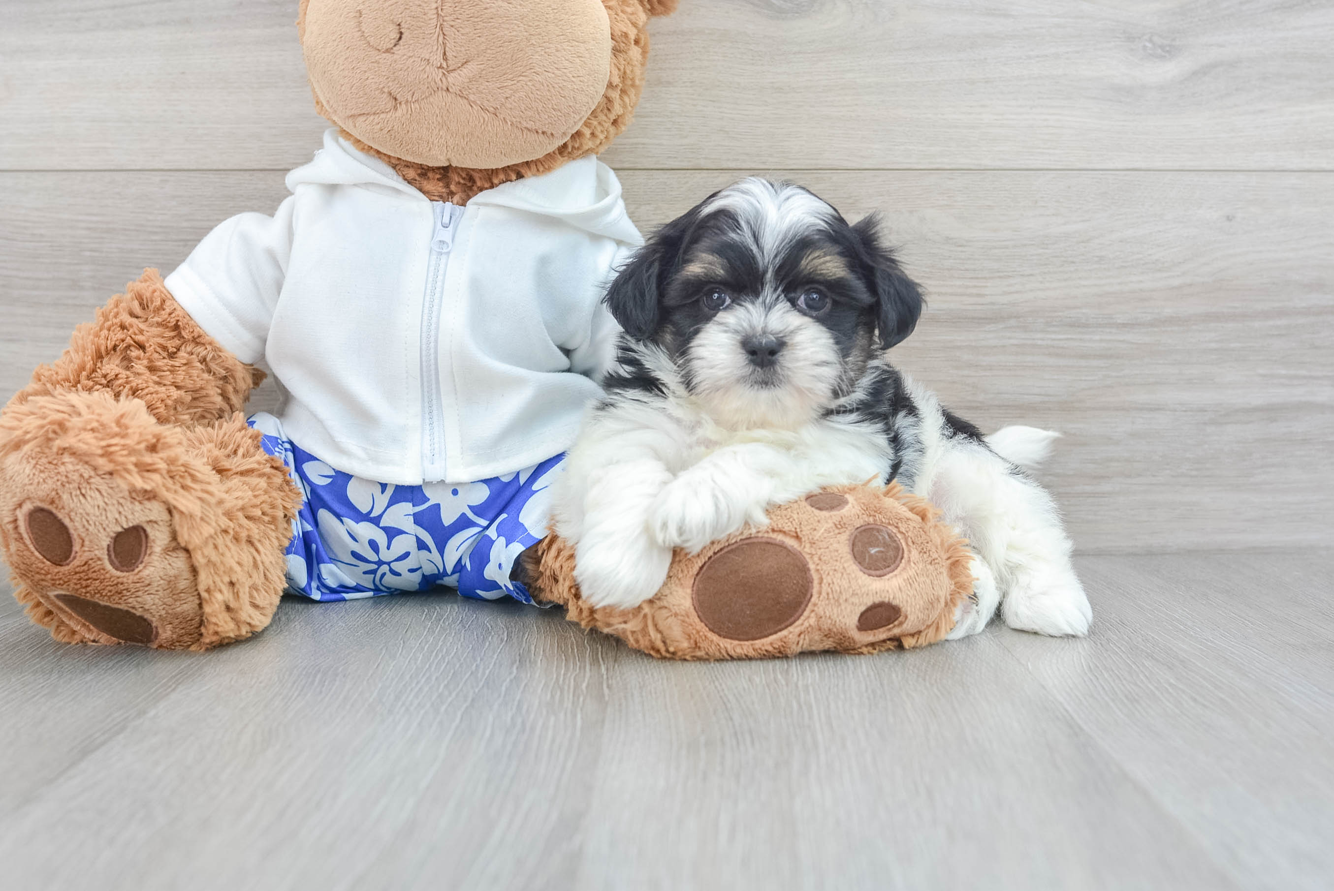 Havanese teddy bear puppies hotsell for sale