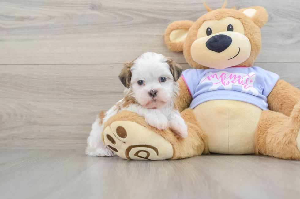 5 week old Teddy Bear Puppy For Sale - Florida Fur Babies