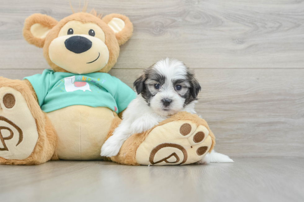 6 week old Teddy Bear Puppy For Sale - Florida Fur Babies