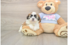 Adorable Shichon Designer Puppy