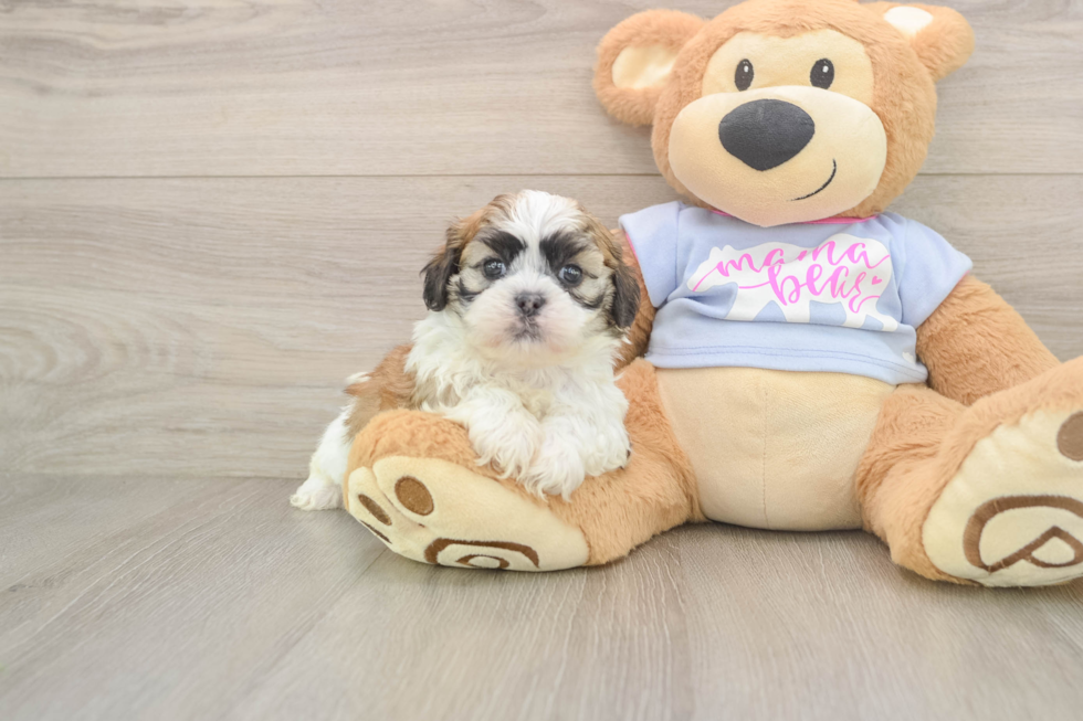 Adorable Shichon Designer Puppy