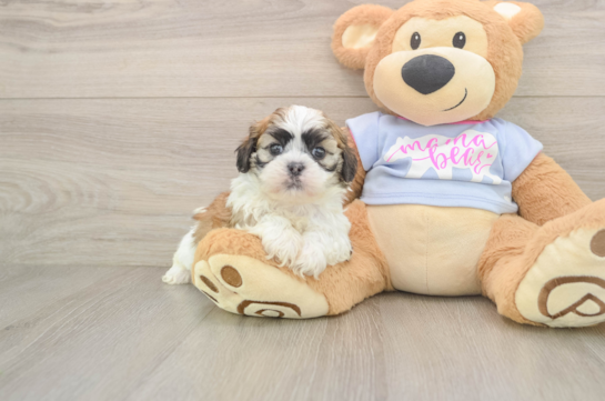 Adorable Shichon Designer Puppy