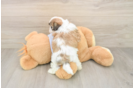 Teddy Bear Puppy for Adoption