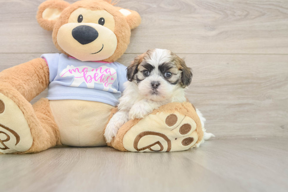 Best Teddy Bear Baby