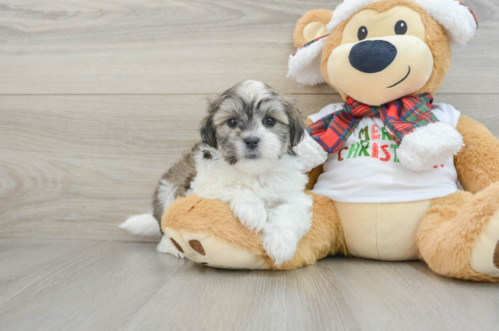 6 week old Teddy Bear Puppy For Sale - Florida Fur Babies