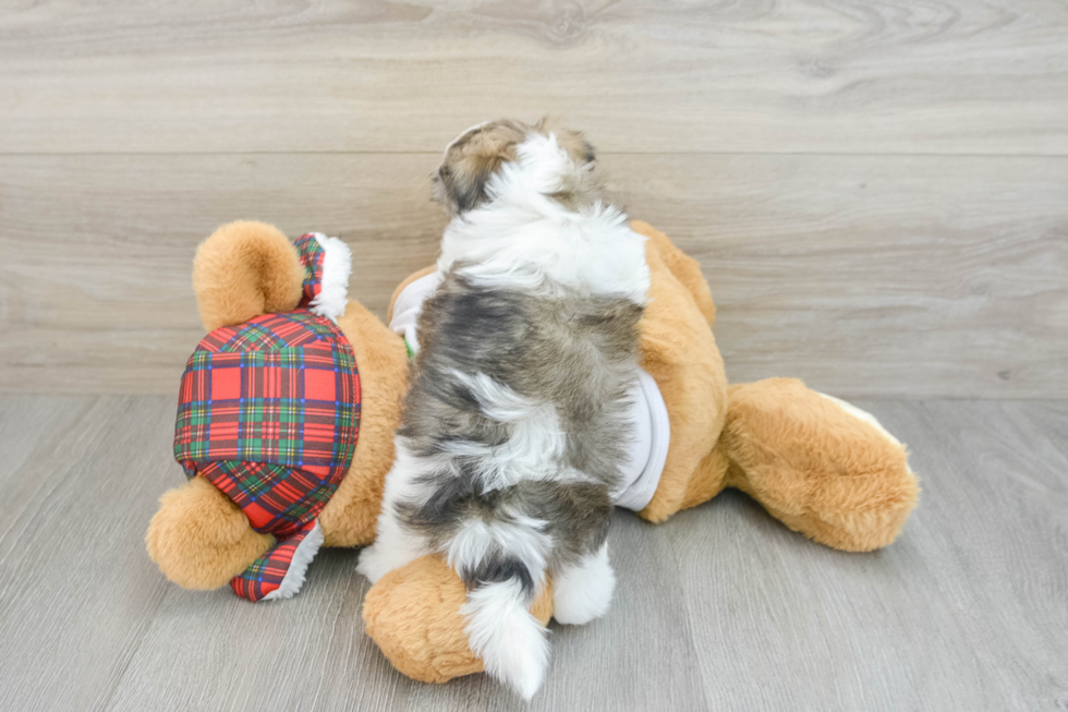 Teddy Bear Pup Being Cute