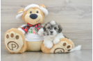 Funny Teddy Bear Designer Pup