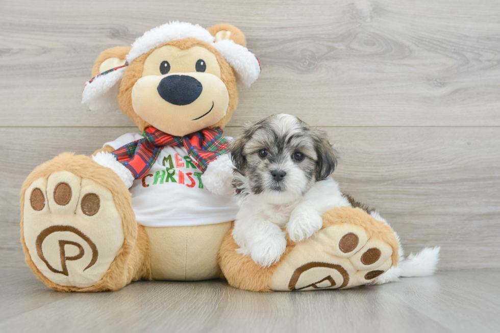 Funny Teddy Bear Designer Pup