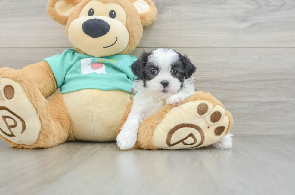 6 week old Teddy Bear Puppy For Sale - Florida Fur Babies