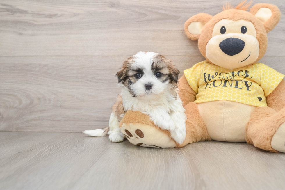 Teddy Bear Pup Being Cute