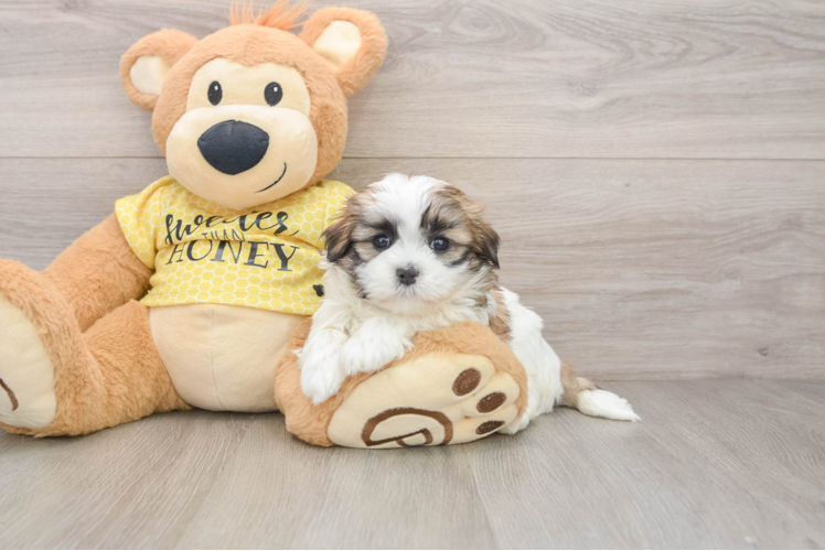 Fluffy Teddy Bear Designer Pup
