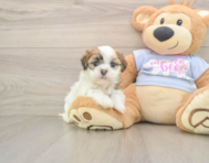 9 week old Teddy Bear Puppy For Sale - Florida Fur Babies