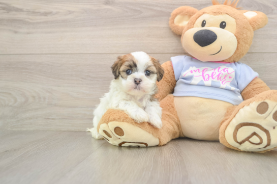 Teddy Bear Puppy for Adoption