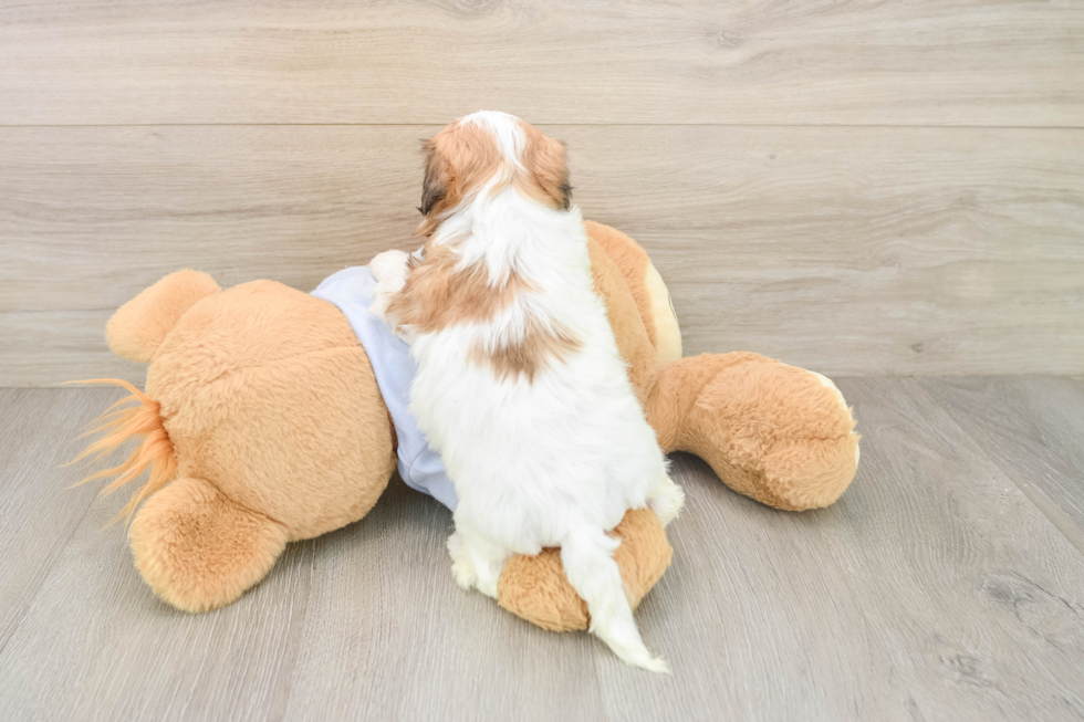 Best Teddy Bear Baby