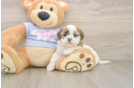 Funny Teddy Bear Designer Pup