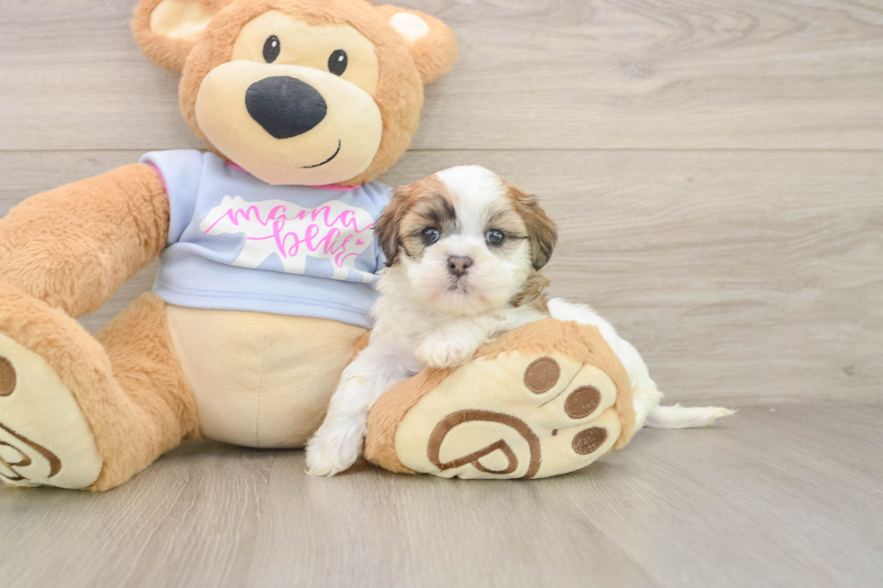 Funny Teddy Bear Designer Pup