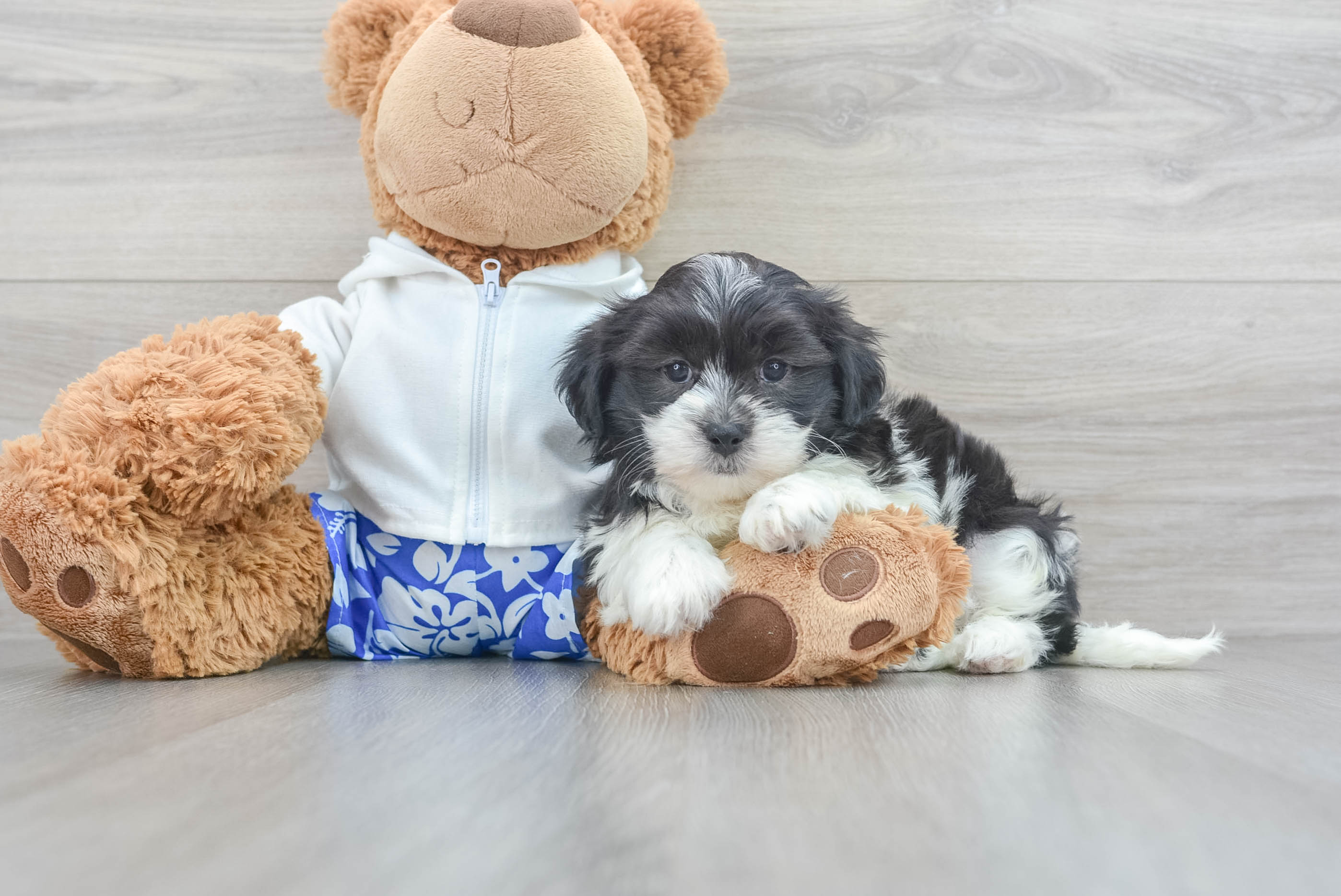 Teddy bear puppy outlet rescue