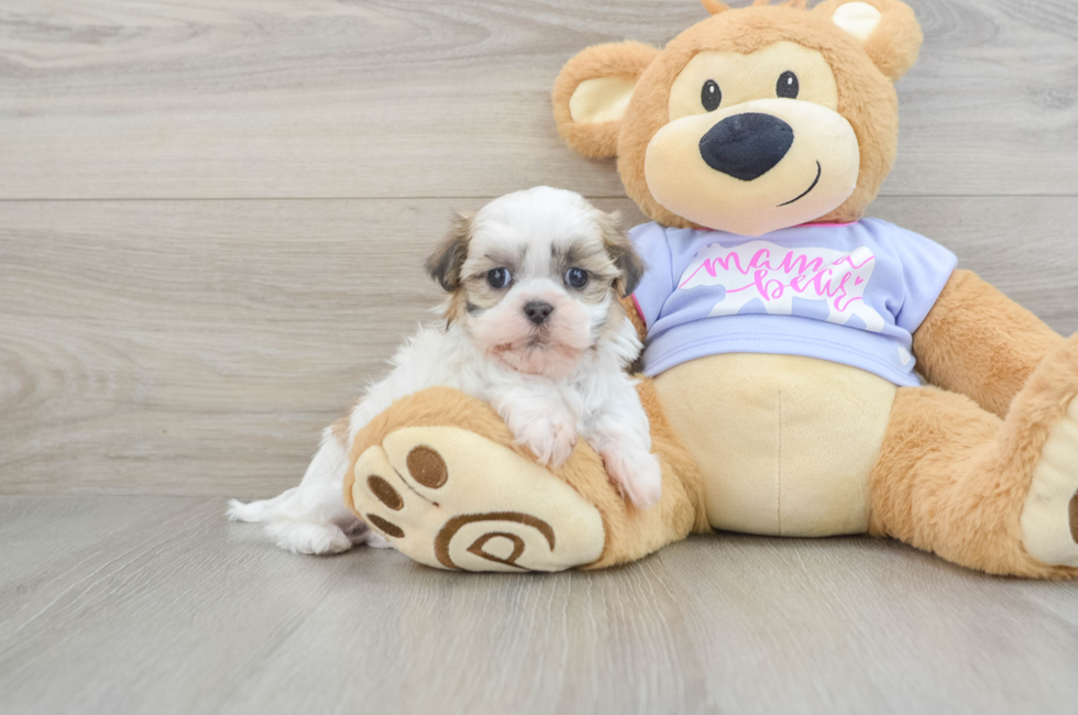 5 week old Teddy Bear Puppy For Sale - Florida Fur Babies