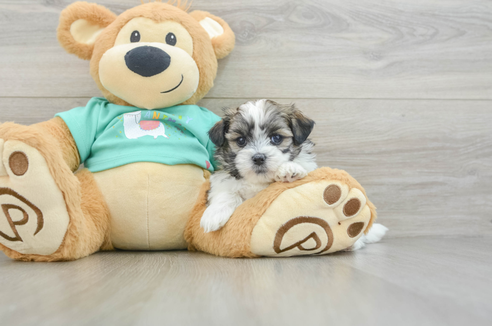 6 week old Teddy Bear Puppy For Sale - Florida Fur Babies