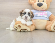 8 week old Teddy Bear Puppy For Sale - Florida Fur Babies