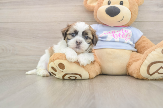 Best Teddy Bear Baby
