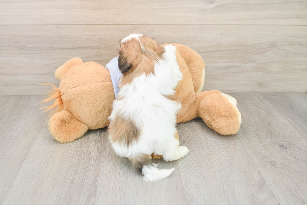 Best Teddy Bear Baby