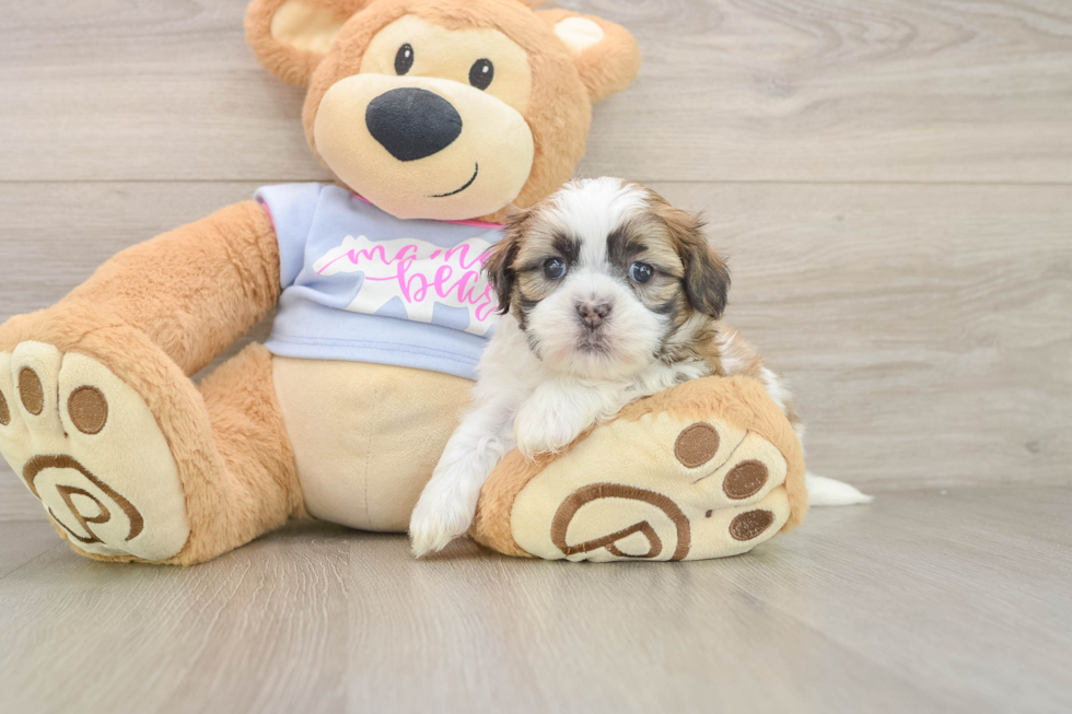 Best Teddy Bear Baby