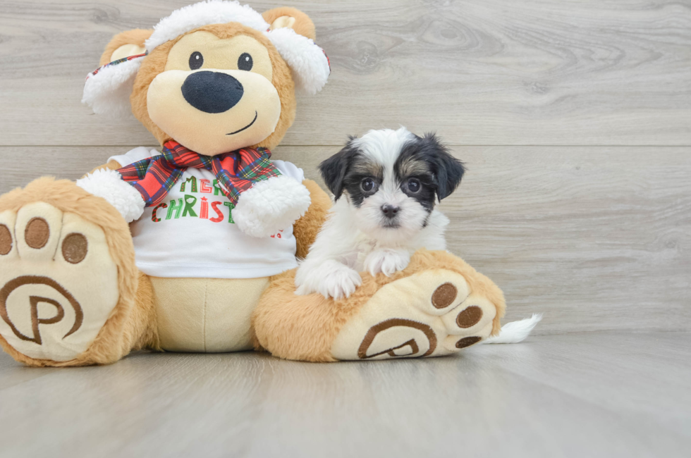 6 week old Teddy Bear Puppy For Sale - Florida Fur Babies