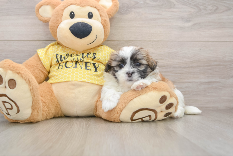 Funny Teddy Bear Designer Pup