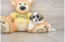 Funny Teddy Bear Designer Pup