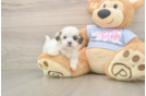 Teddy Bear Puppy for Adoption