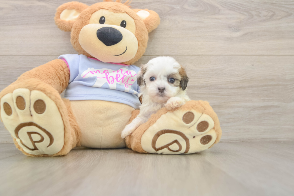 Teddy Bear Puppy for Adoption
