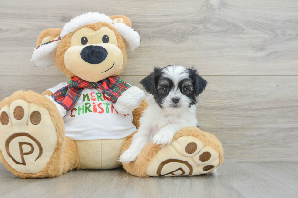 6 week old Teddy Bear Puppy For Sale - Florida Fur Babies