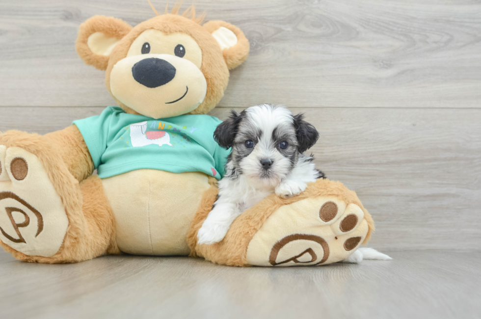 6 week old Teddy Bear Puppy For Sale - Florida Fur Babies