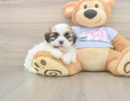 8 week old Teddy Bear Puppy For Sale - Florida Fur Babies