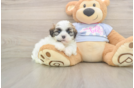 Hypoallergenic Shit Designer Puppy