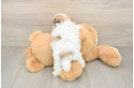Cute Teddy Bear Baby